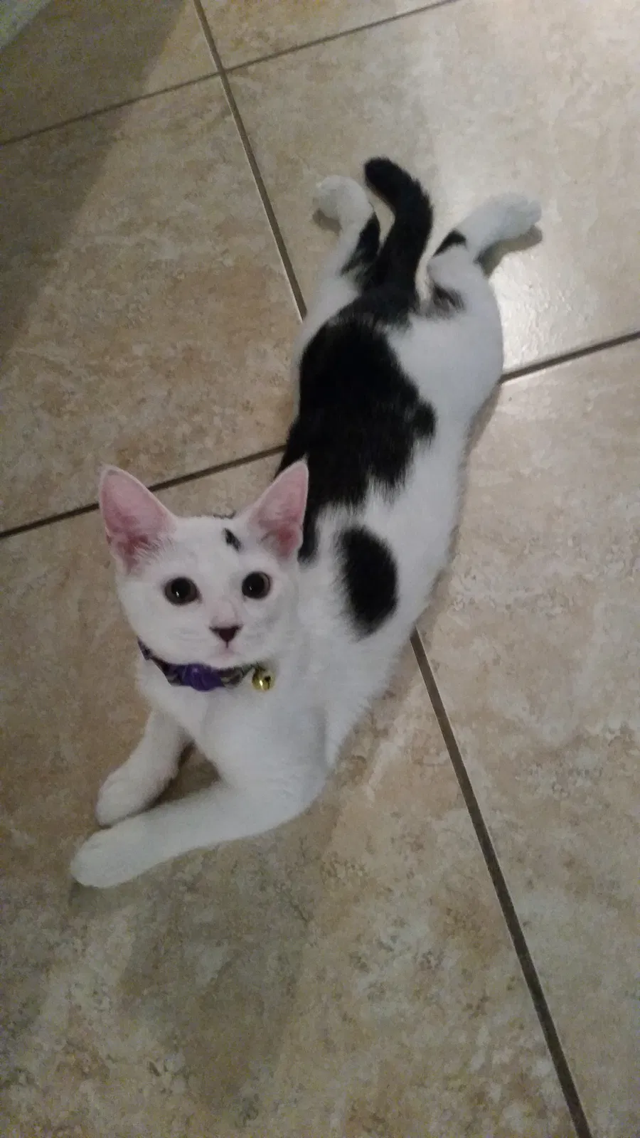 Lost cat in Wilmington, NC, 28411