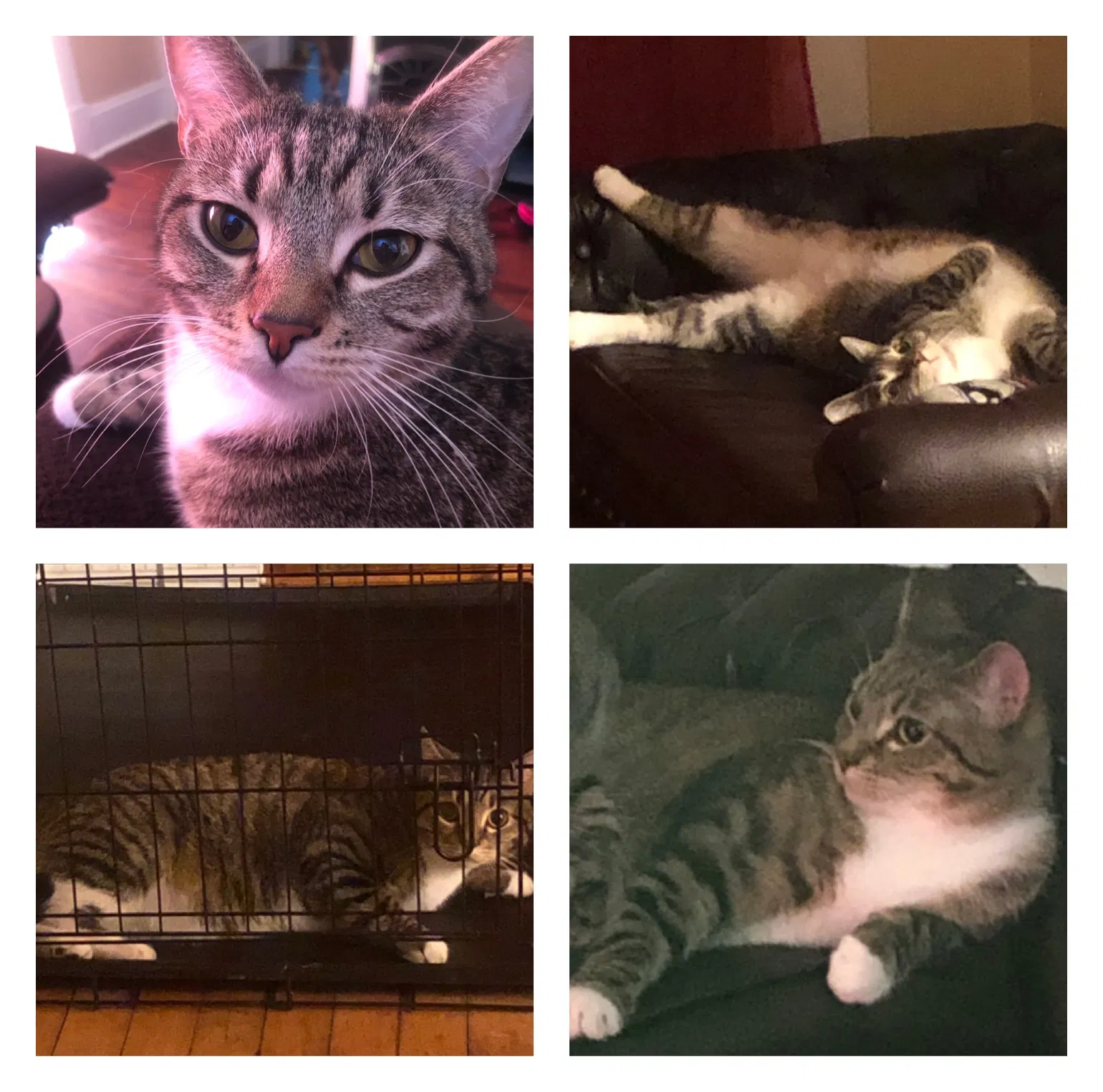 Lost cat in Conway, SC, 29527