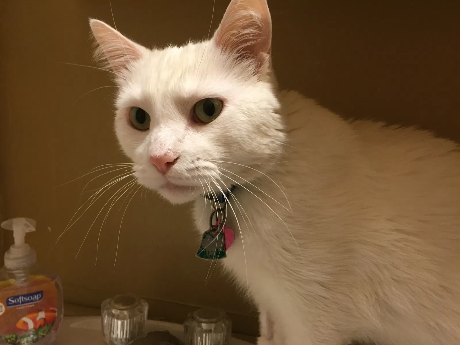 Lost cat in Minneapolis, MN, 55428