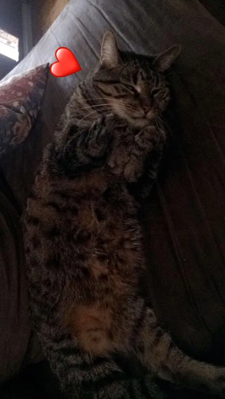 Lost cat in Dekalb, IL, 60115