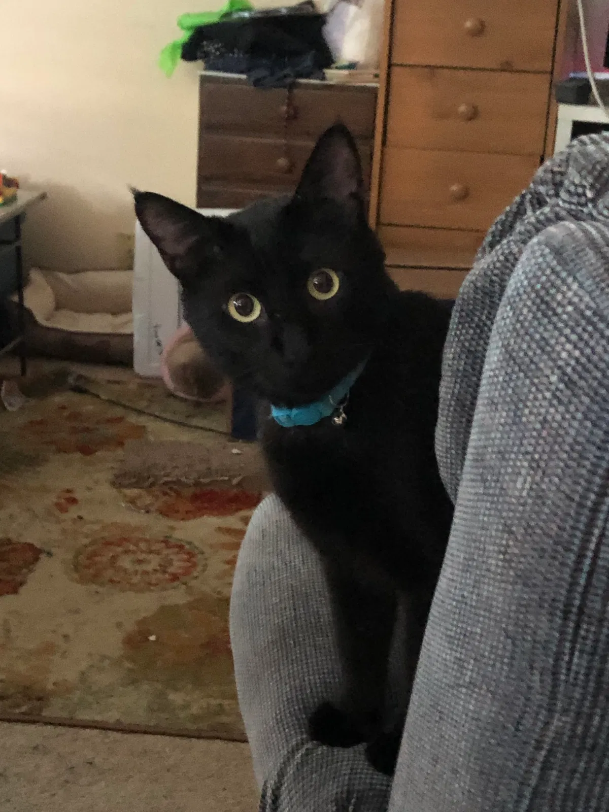 Lost cat in Renton, WA, 98056