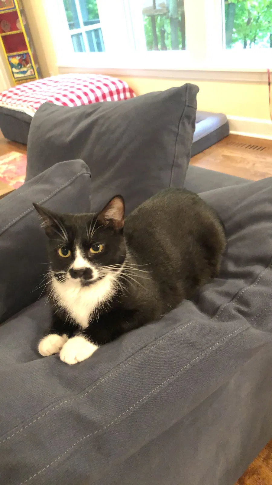 Lost cat in Chanhassen, MN, 55317