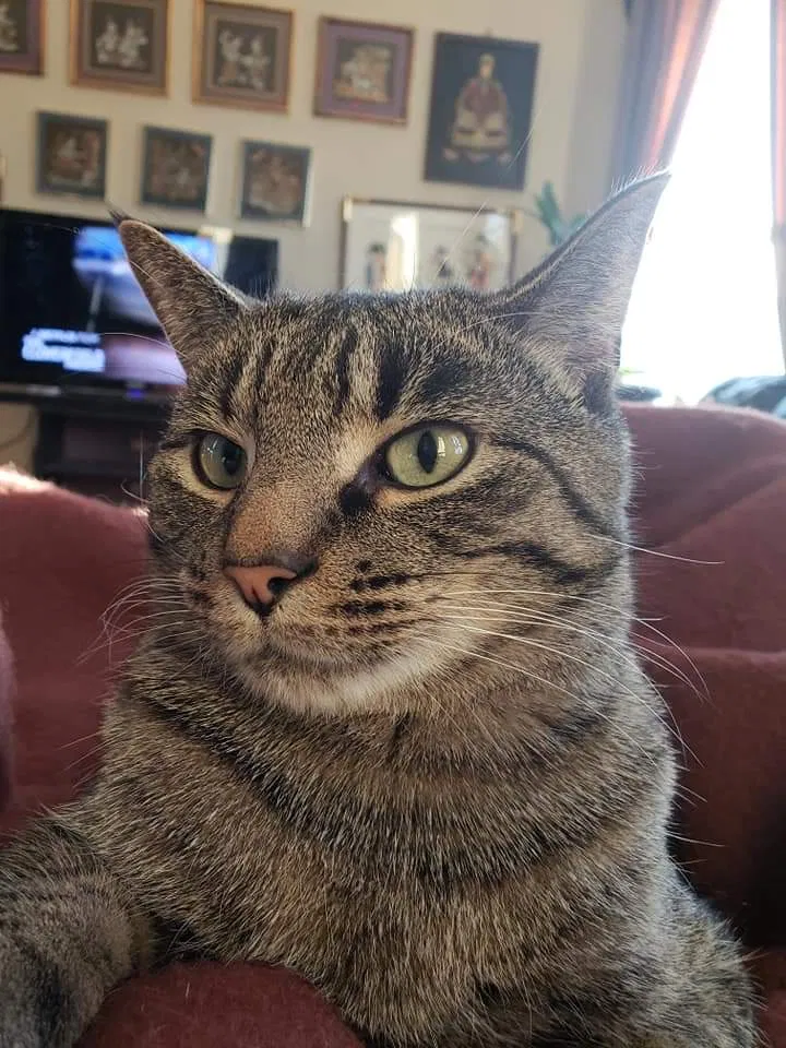 Lost cat in Tulsa, OK, 74115