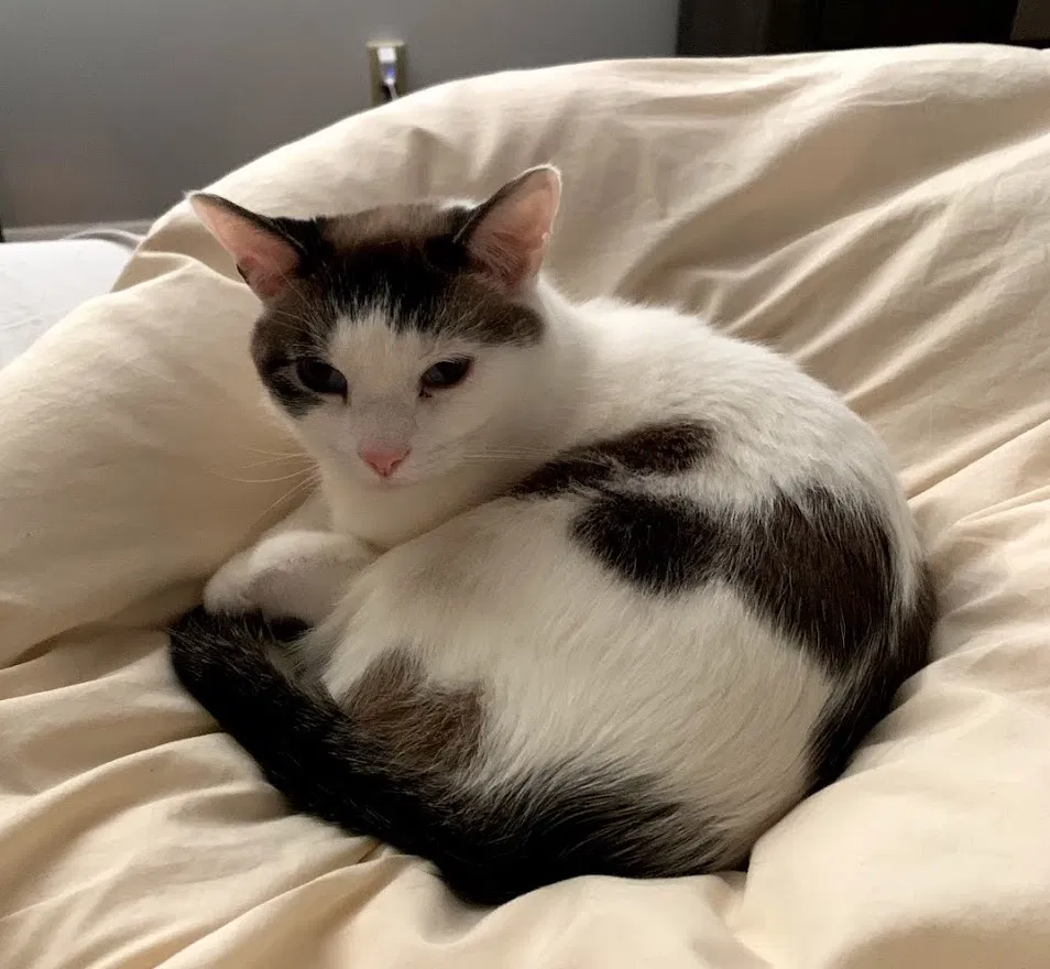 Lost cat in Bellevue, WA, 98006