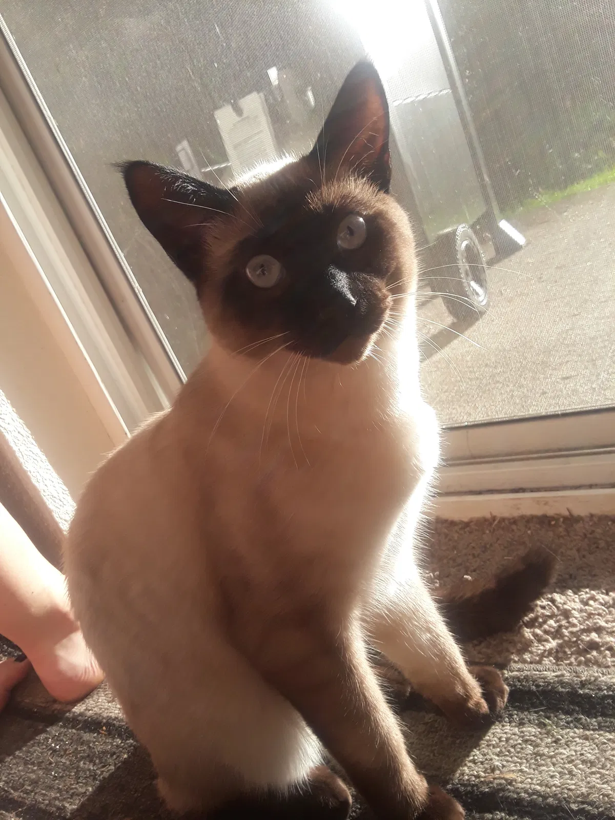 Lost cat in Bothell, WA, 98012