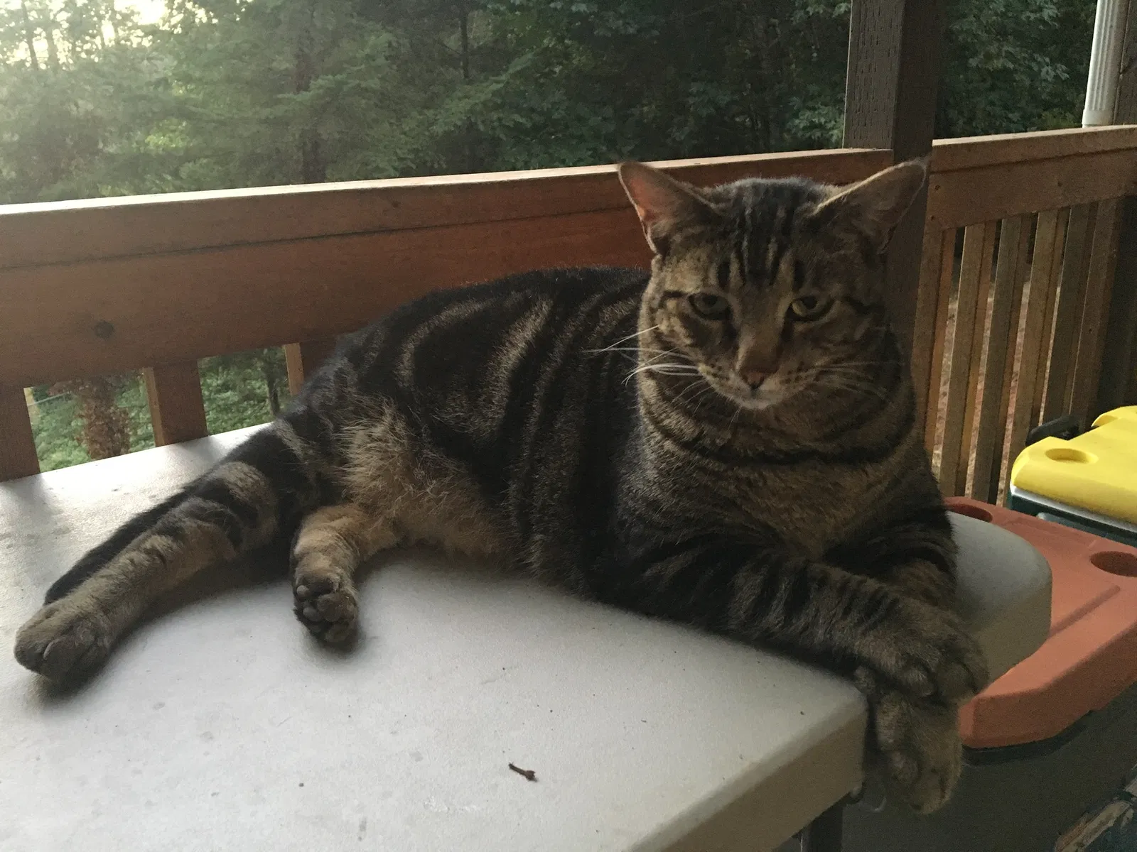 Lost cat in Springfield, OR, 97478