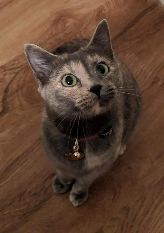 Missing Cat