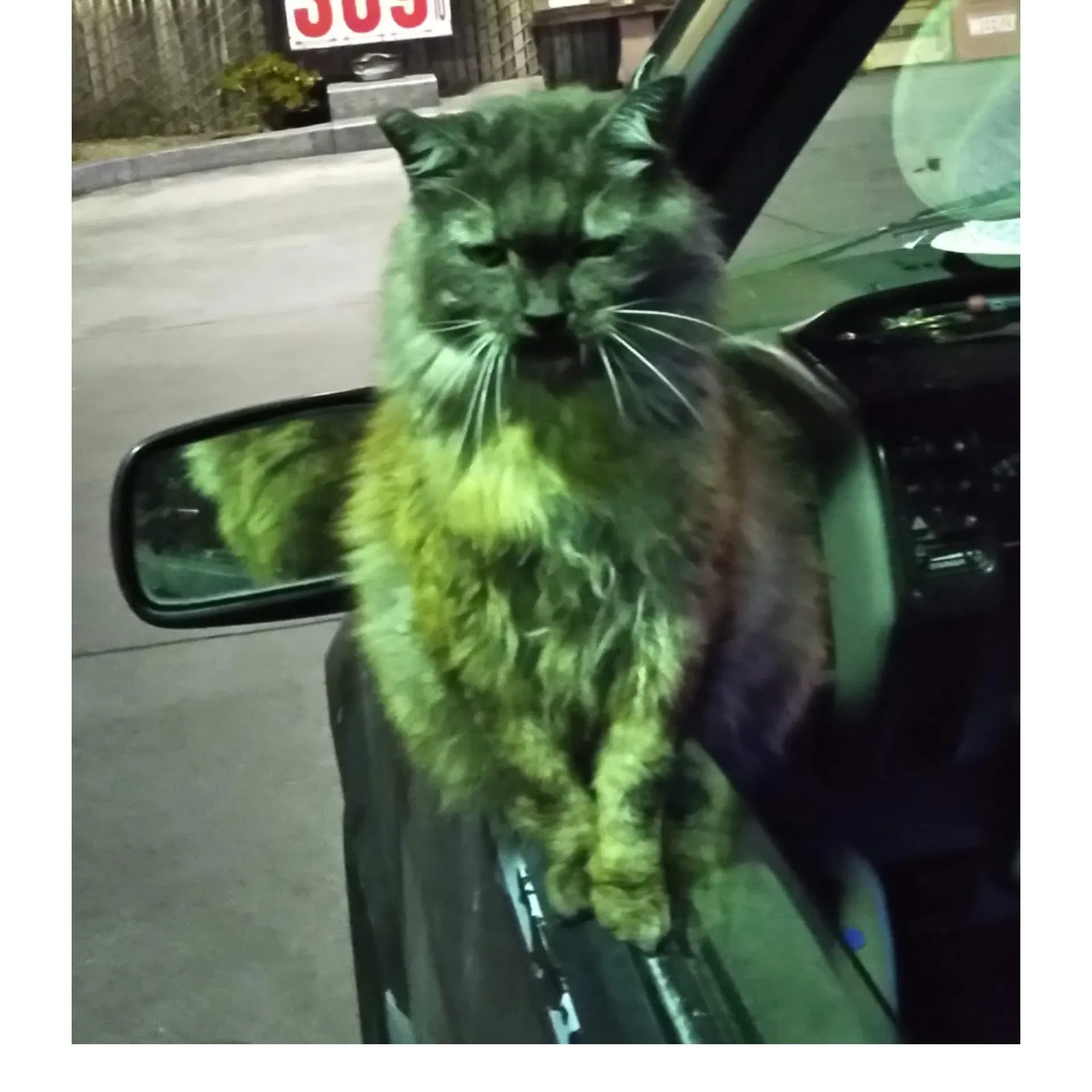 Lost cat in Seaside, CA, 93955