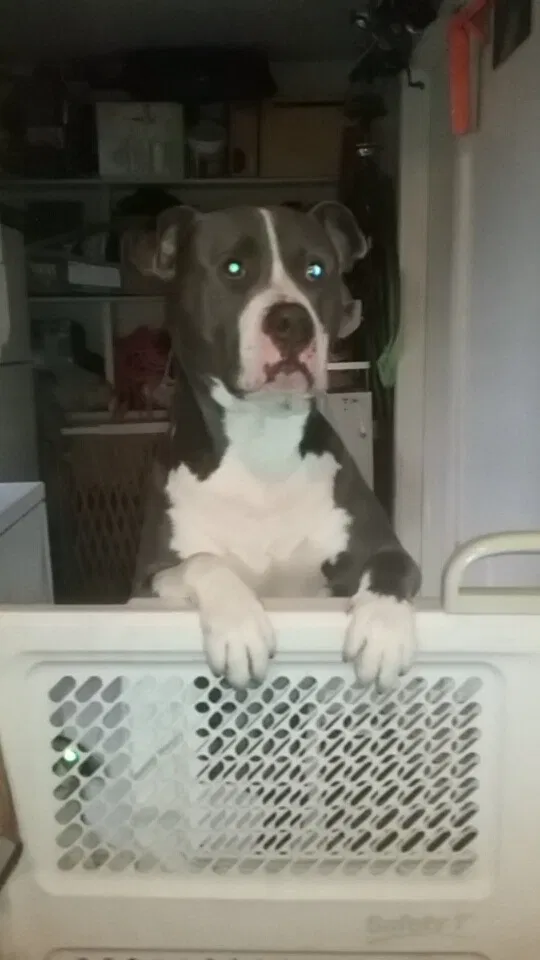 Lost dog in Stockton, CA, 95215