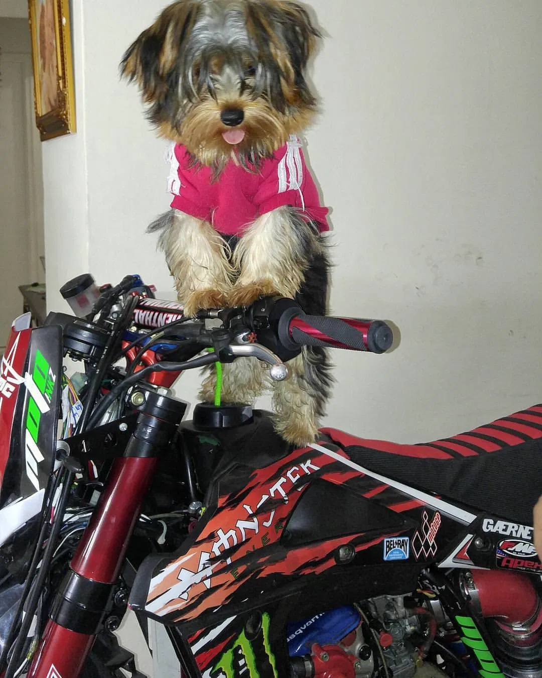 Lost dog in Saint Albans, NY, 11412