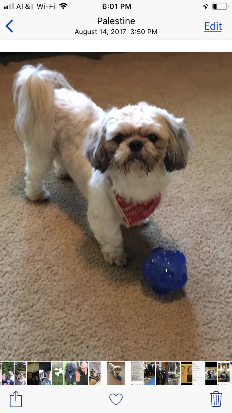 Lost dog in Palestine, TX, 75801