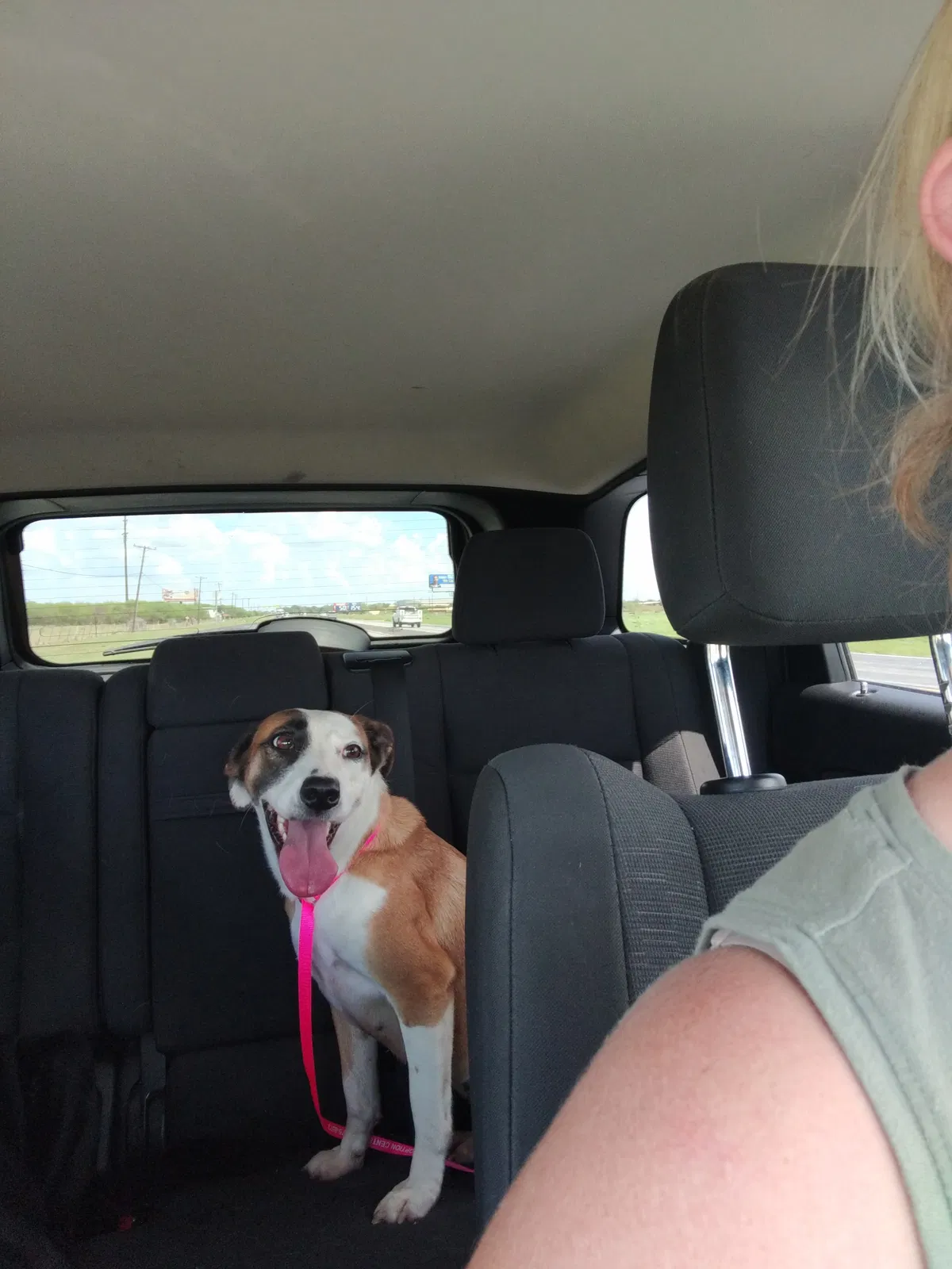 Lost dog in Victoria, TX, 77904