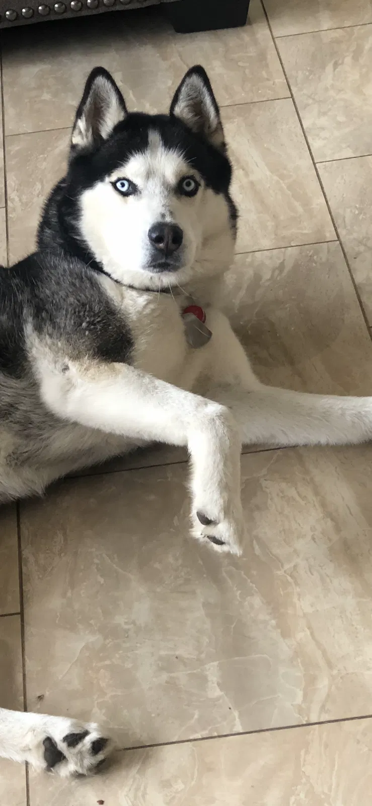 Lost dog in El Cajon, CA, 92019