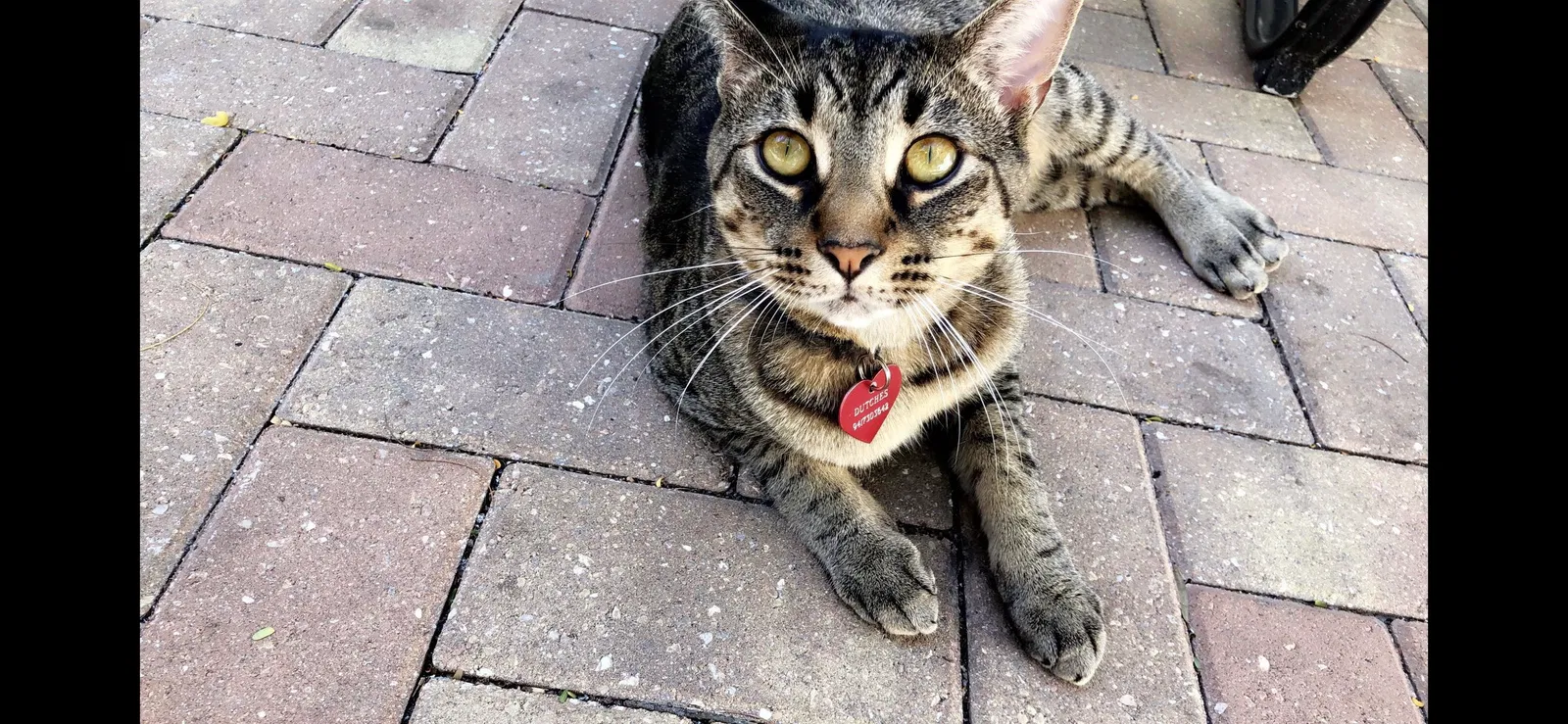 Lost cat in Bradenton, FL, 34202