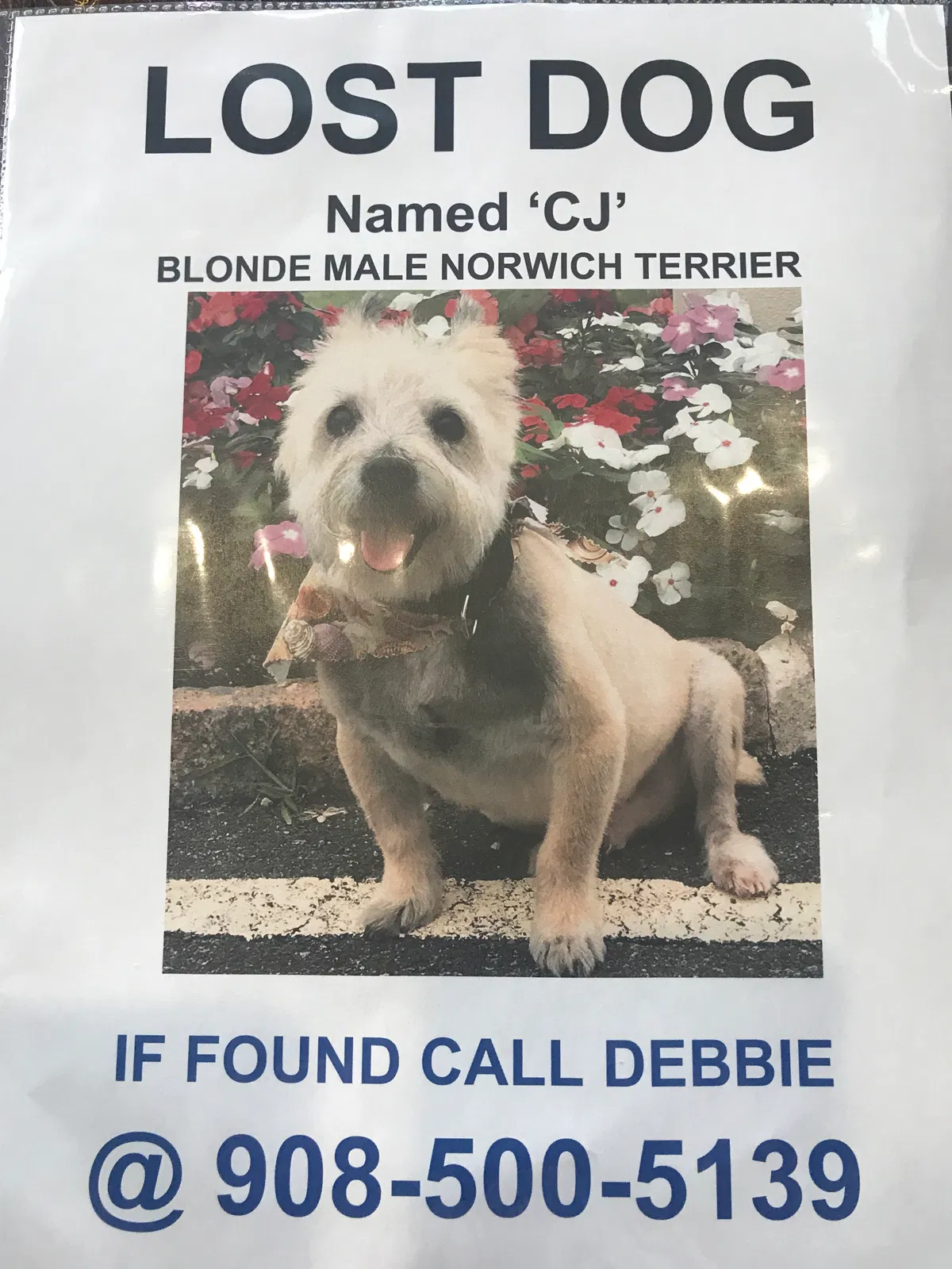 Lost dog in Scotch Plains, NJ, 7076
