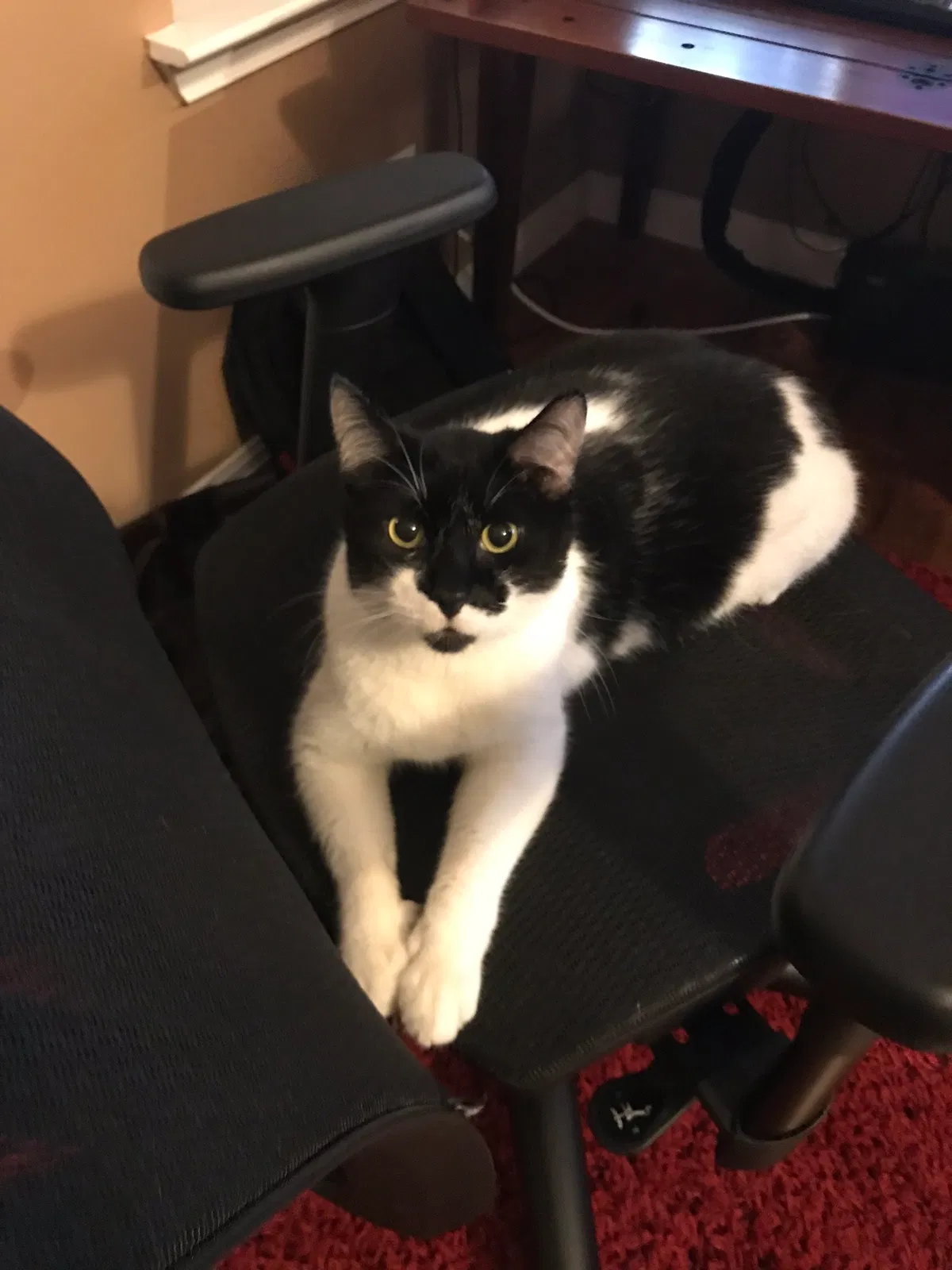 Lost cat in Austin, TX, 78728