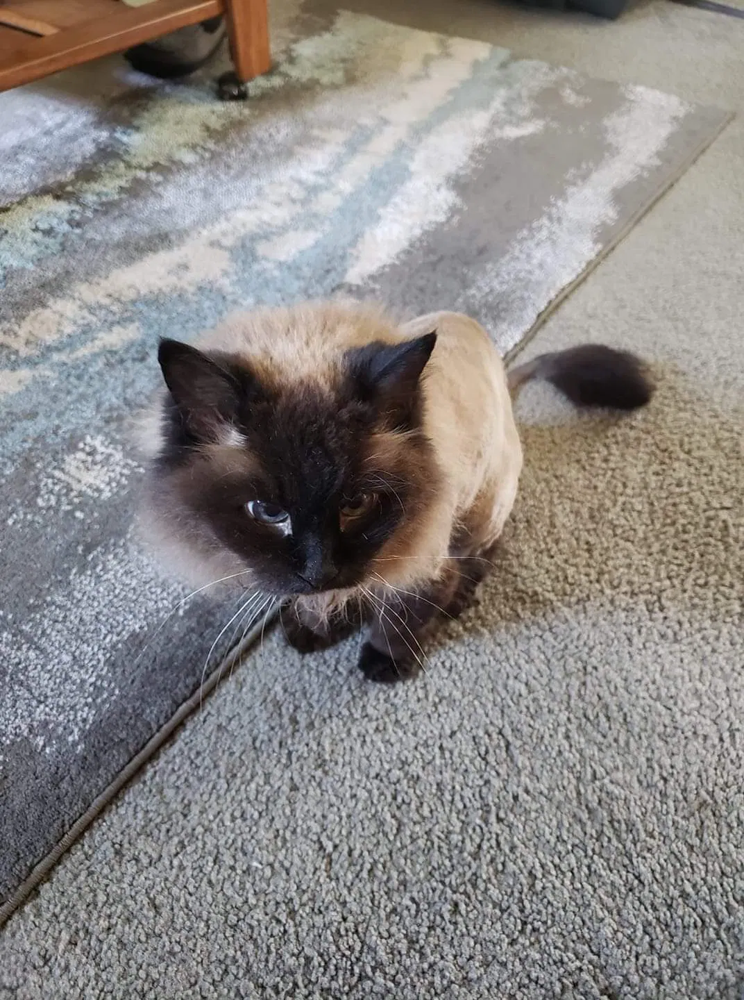 Lost cat in Jackson, WI, 53037
