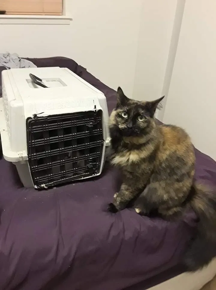 Lost cat in Corpus Christi, TX, 78407