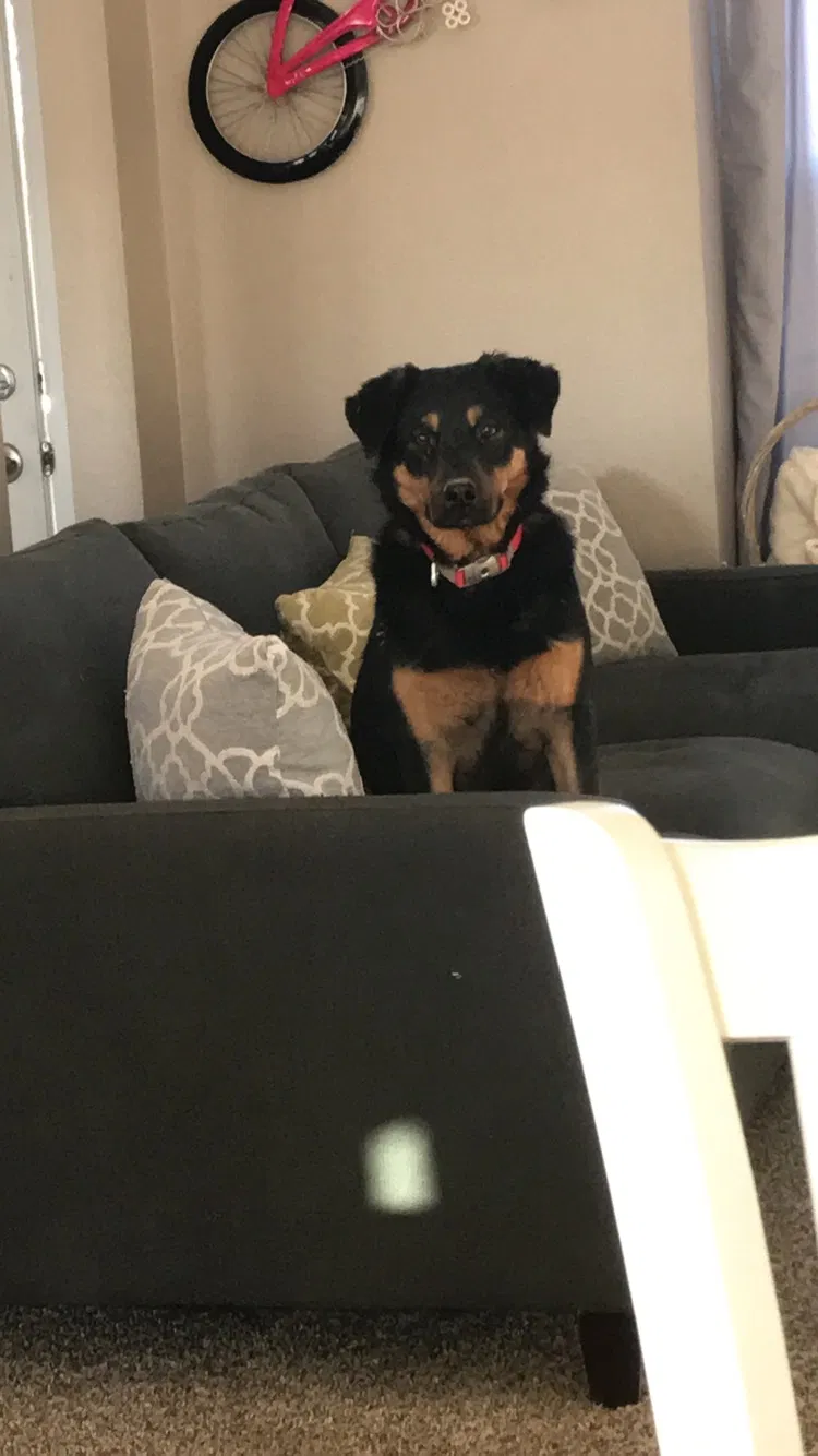 Lost dog in Rio Rancho, NM, 87124
