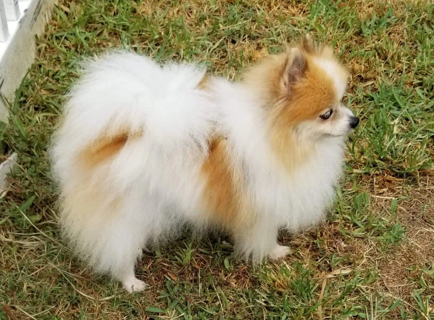 Lost dog in Madisonville, TX, 77864