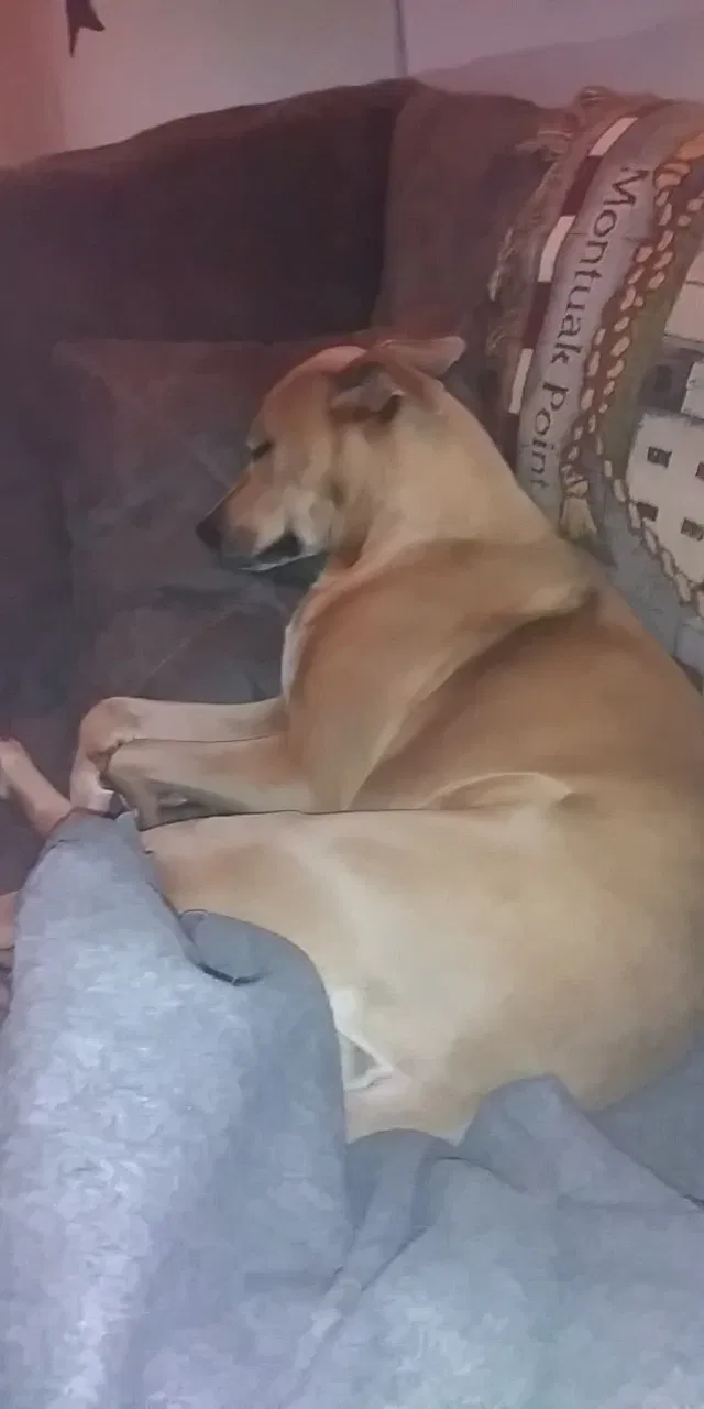 Lost dog in Clearwater, FL, 33761