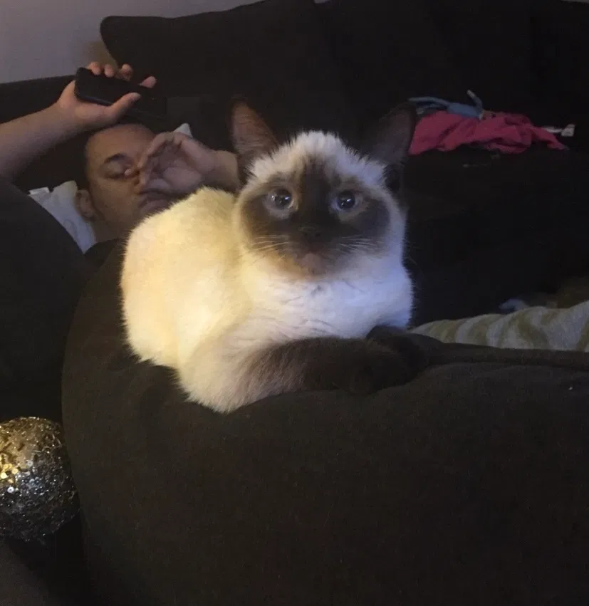 Lost cat in Charleston, WV, 25314