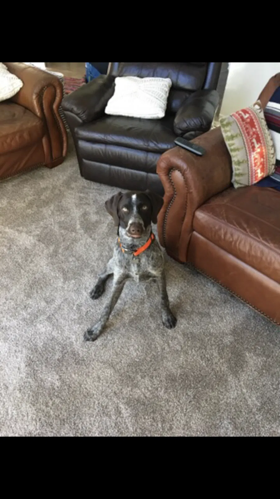 Lost dog in Wrightwood, CA, 92397