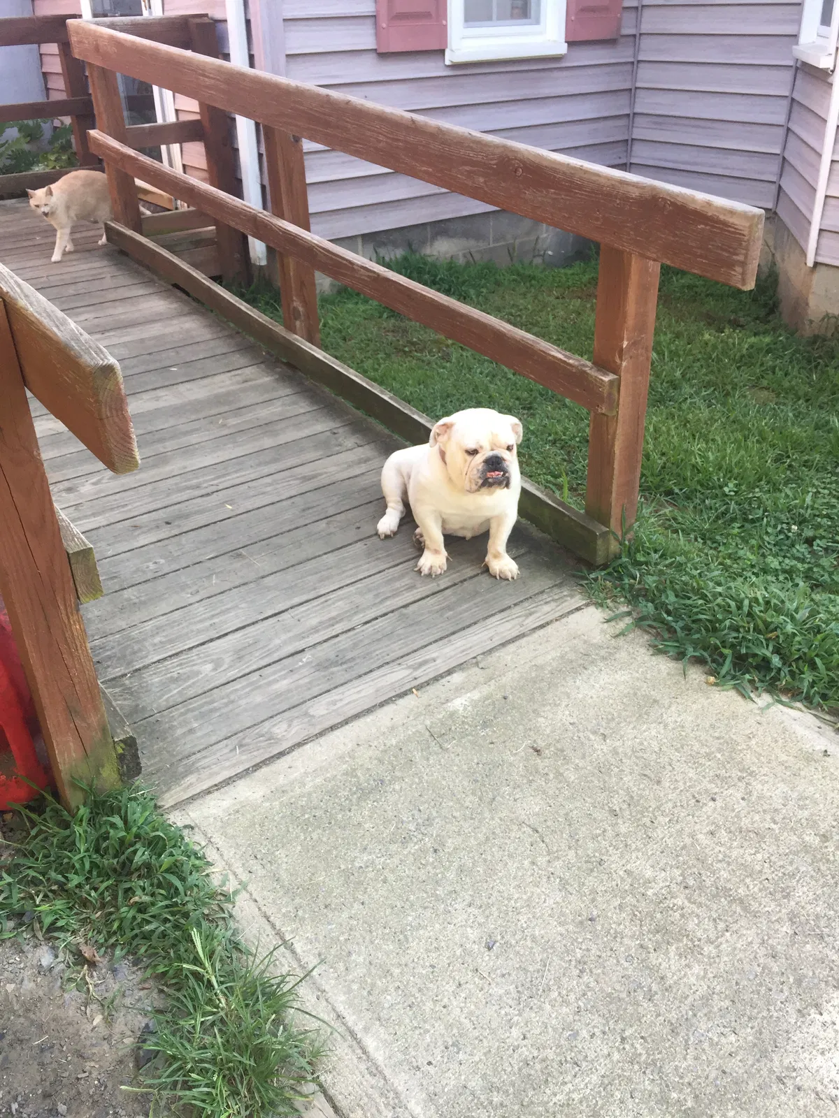 Lost dog in Gibsonville, NC, 27249