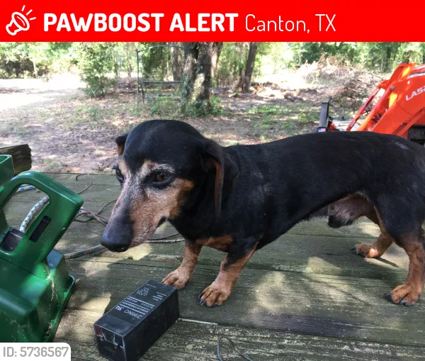 Lost dog in Canton, TX, 75103