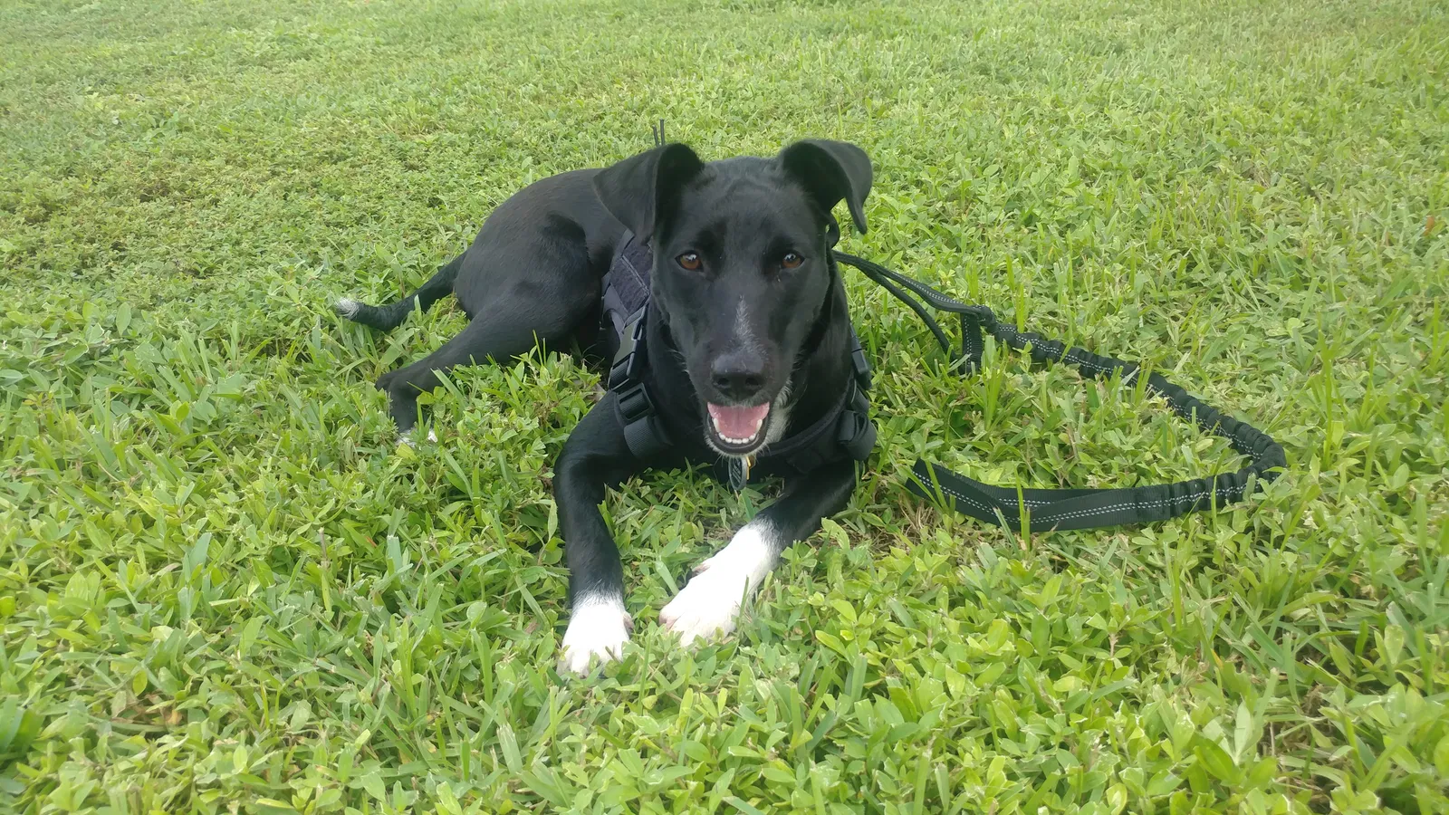 Lost dog in Fort Lauderdale, FL, 33325