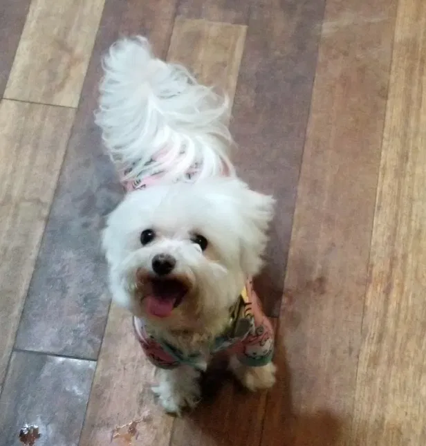 Lost dog in Aldrich, MO, 65601