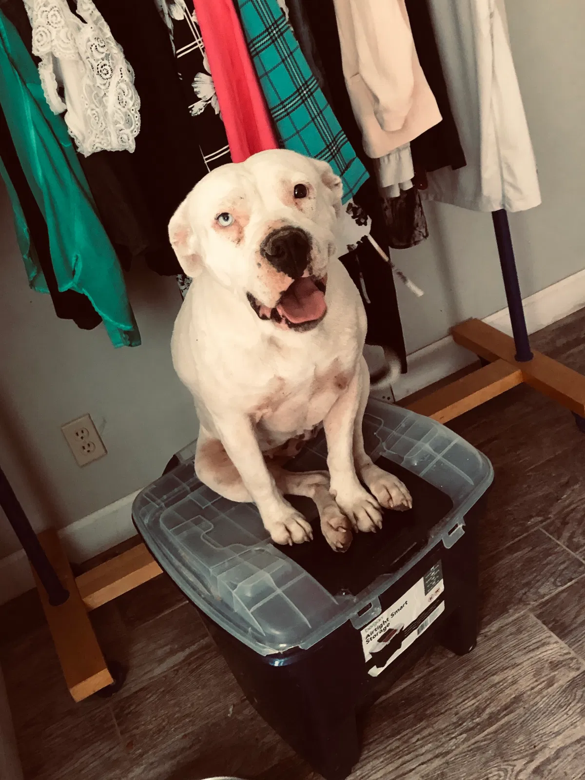 Lost dog in Warrenton, MO, 63383