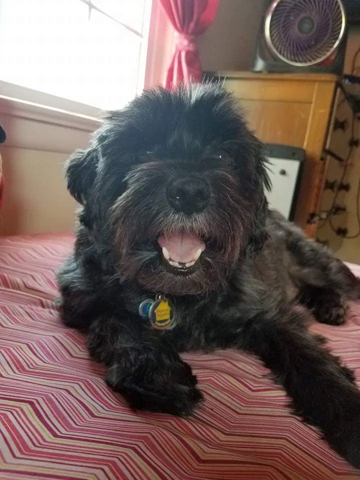 Lost dog in Louisville, KY, 40291