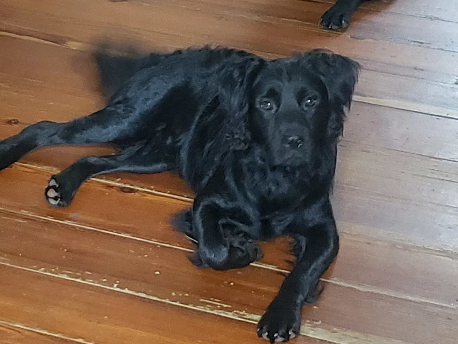 Lost dog in Bennettsville, SC, 29512