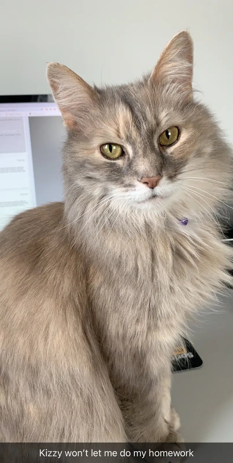 Lost cat in Wyoming, MI, 49509