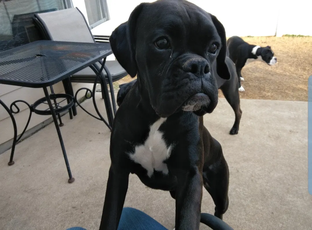 Lost dog in Aubrey, TX, 76227