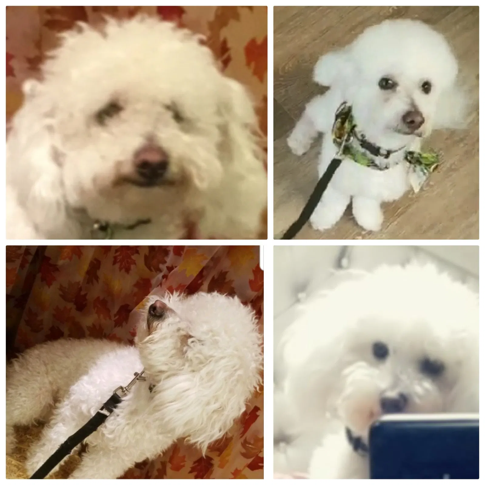 Lost dog in Pasco, WA, 99301