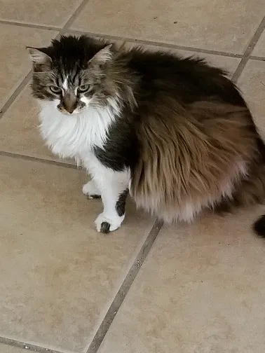 Lost cat in Carrsville, VA, 23315