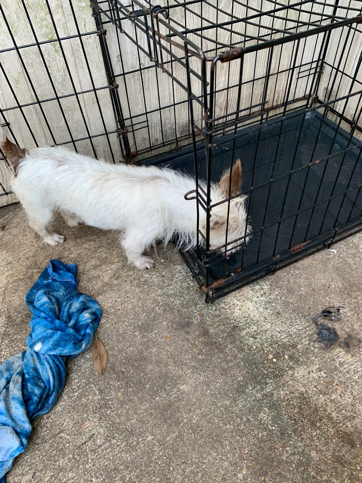 Lost dog in Katy, TX, 77449