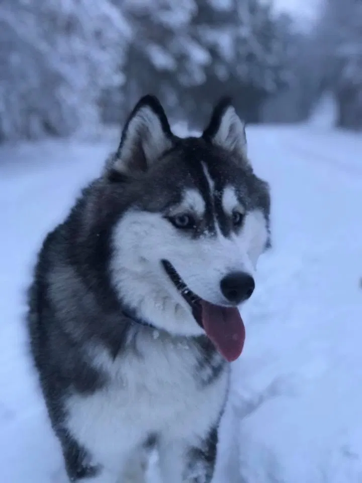 Lost dog in Virginia Beach, VA, 23451
