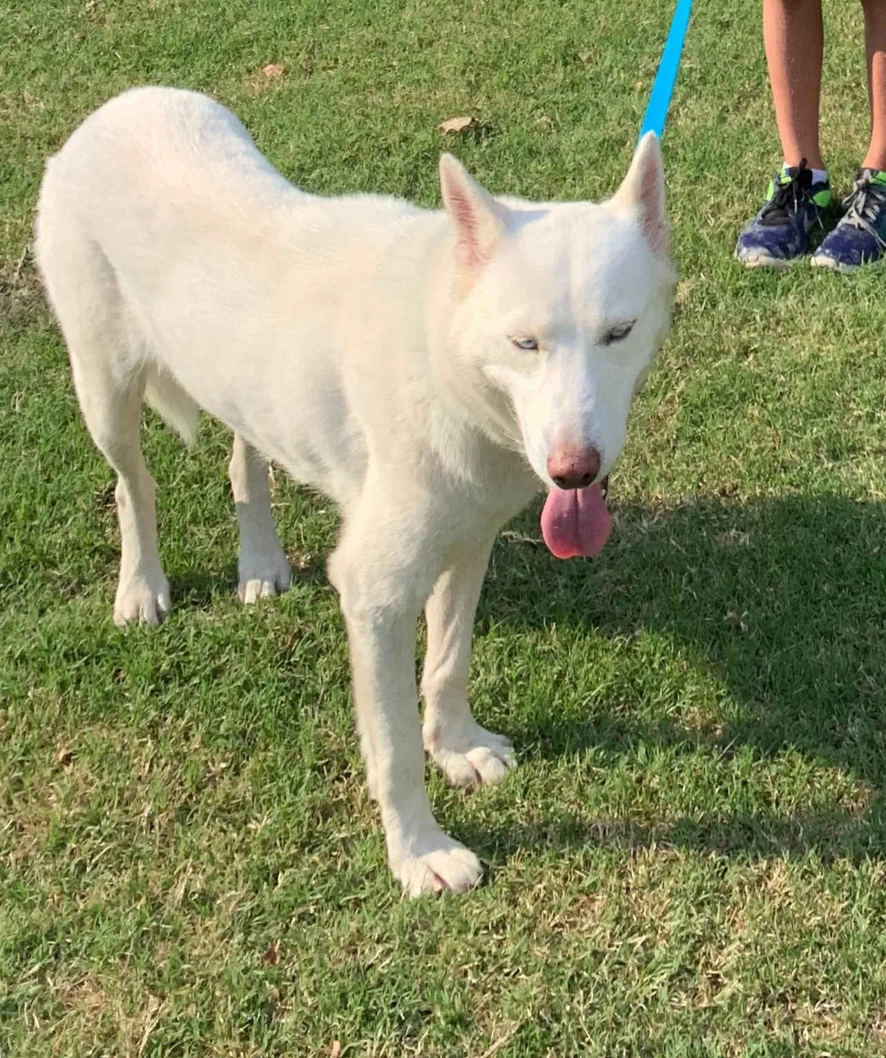 Lost dog in Fort Worth, TX, 76110