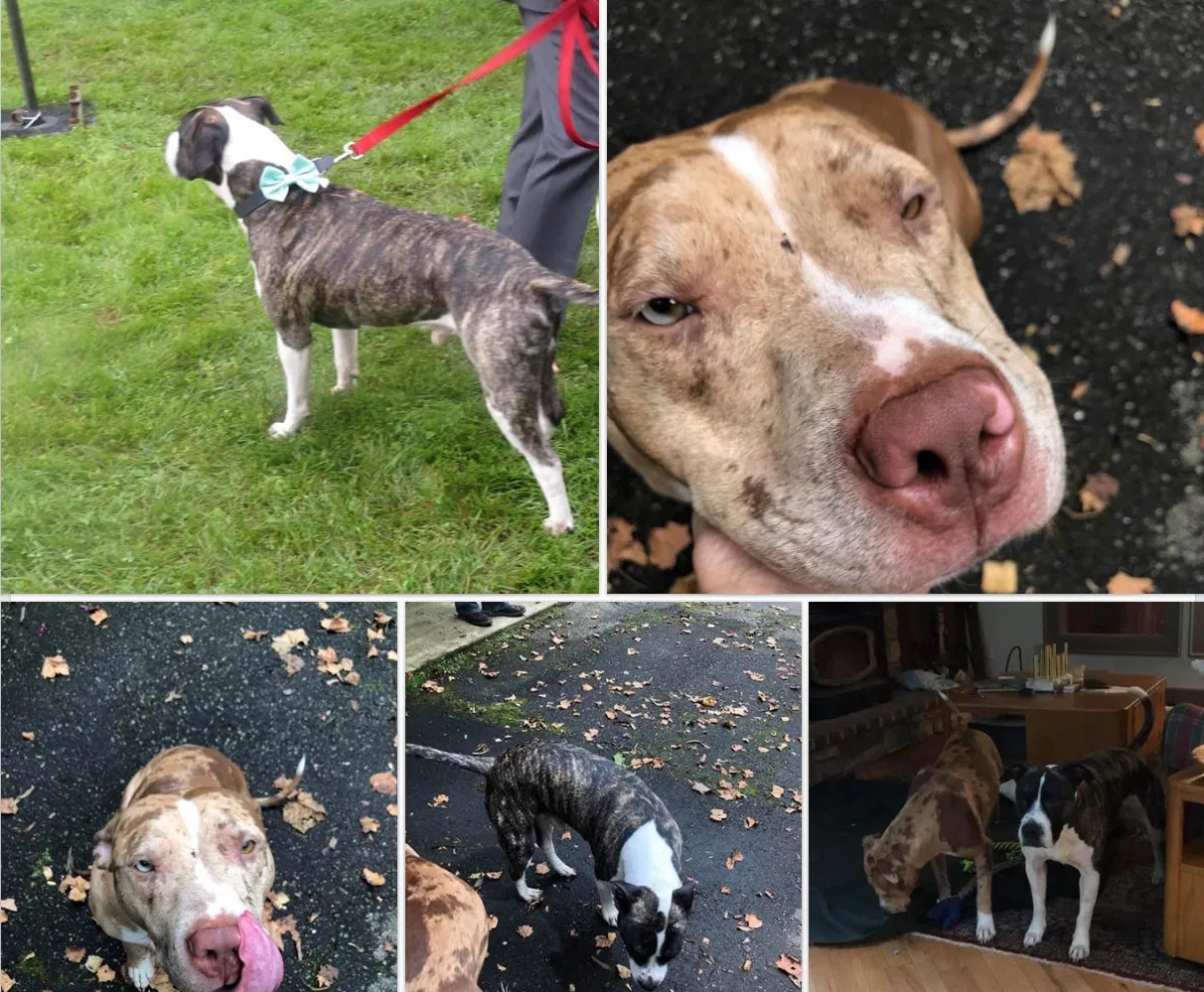 Lost dog in Candler, NC, 28715