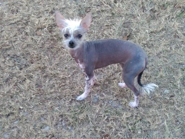 Lost dog in Springfield, MO, 65806