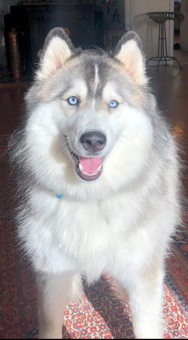 Lost dog in Virginia Beach, VA, 23451
