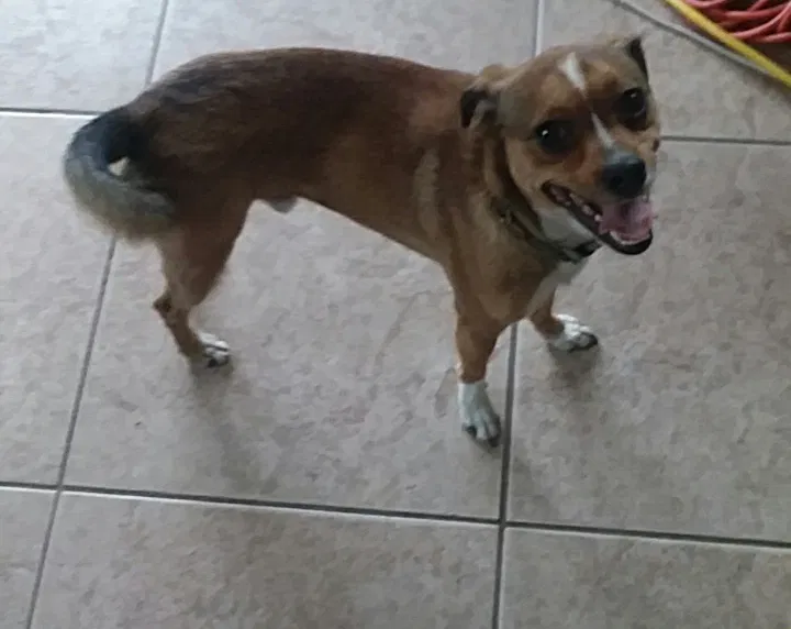 Lost dog in Phoenix, AZ, 85006