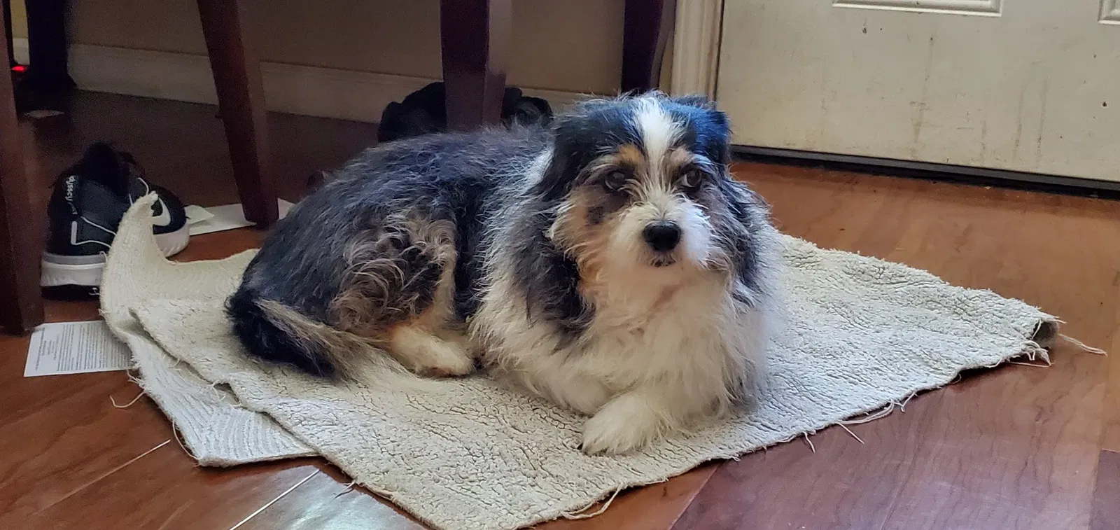 Lost dog in Norwalk, CA, 90650
