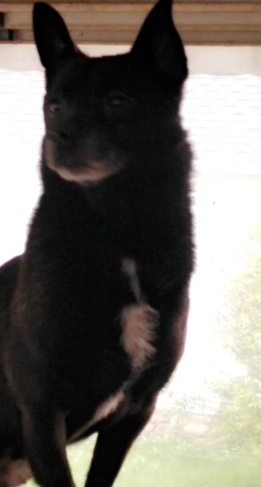 Lost dog in Bristol, CT, 6010
