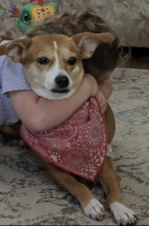 Lost dog in Mobile, AL, 36695