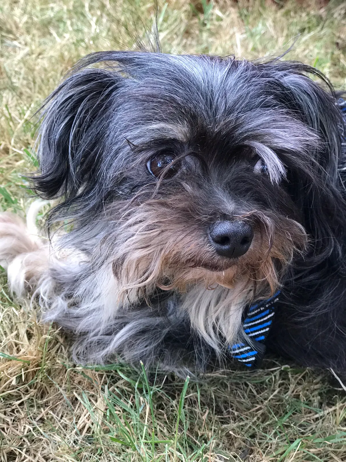 Lost dog in Shelton, WA, 98584