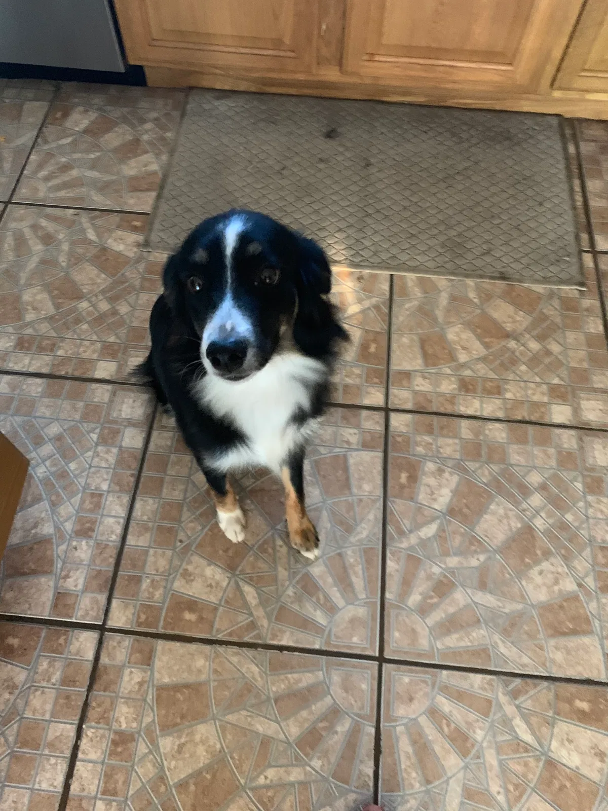 Lost dog in Killeen, TX, 76542
